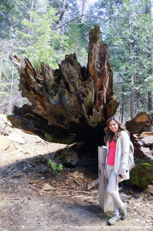 One of the two fallen sequoia trees at Placer County (Sequoia) Grove.