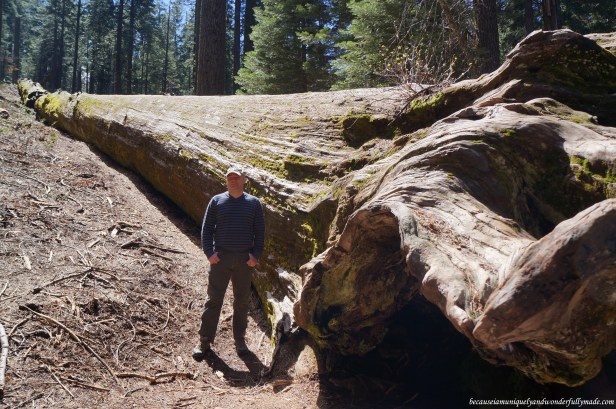 One of the two fallen sequoia trees at Placer County (Sequoia) Grove. Perhaps, the Roosevelt tree (?)