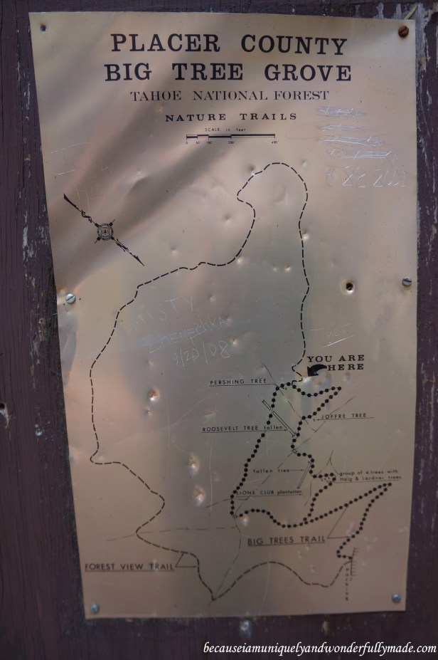 Placer County Big Tree Grove Nature Trails