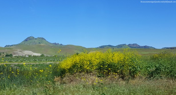 Random sights as we were driving on US Highway 65 towards Redwood National Park.
