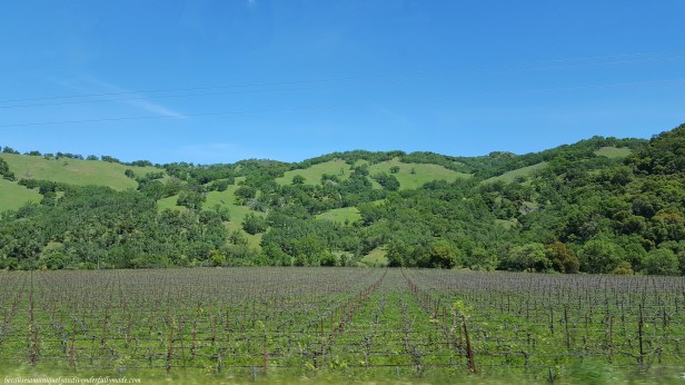 Random vineyard along US Highway 20 in spring.
