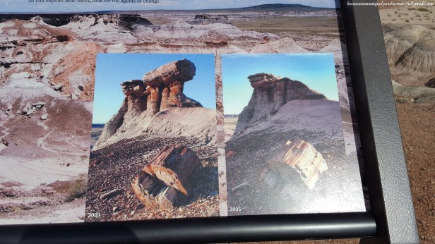 Time and erosion as agents of change. Some petrified logs, like the one in the photo, naturally broke off. 