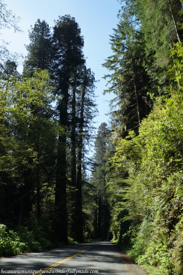 Newton B. Drury Scenic Parkway is an alternative drive to Highway 101 that drives through an old redwood forest.