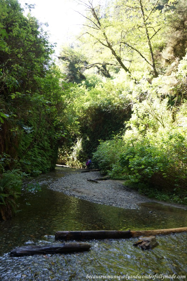 Wading through the freezing, early spring water of Home Creek and hopping over fallen logs along the Fern Canyon Trail at Redwood National and State Parks in California. 