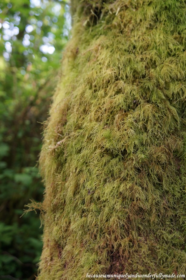 A close up of the moss carpeting the walls of Fern Canyon at Redwood National and State Parks in California.