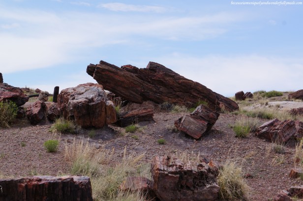 In geology, petrification is the process where organic material becomes a fossil through the replacement of the original material and the filling of the original pore spaces with minerals.