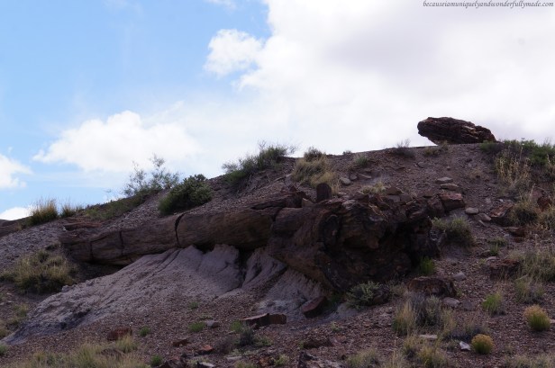 The Petrified Forest is a result of a process that took thousands of years. Erosion exposed these vast land of petrified plants and animals, but this one of the logs along the Giant Logs trail that still needs more time and more erosion. 