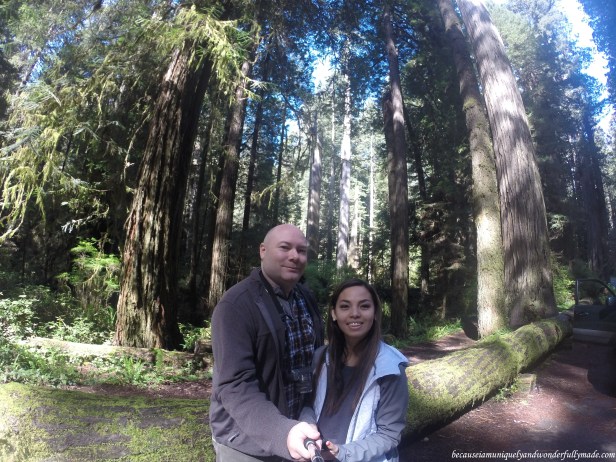 Quick photo stop with an old fallen tree during our drive along Newton B. Drury Scenic Parkway.