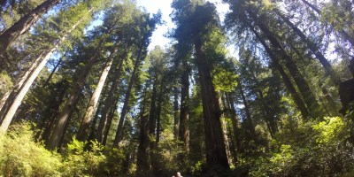 The feeling of humility surrounded by the giant redwood trees at Lady Bird Johnson Grove Trail dedication site in Klamath, California.
