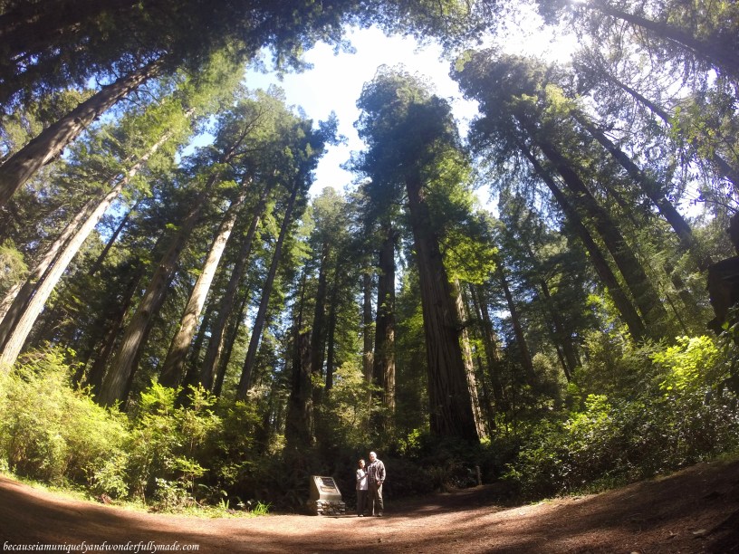 The feeling of humility surrounded by the giant redwood trees at Lady Bird Johnson Grove Trail dedication site in Klamath, California.