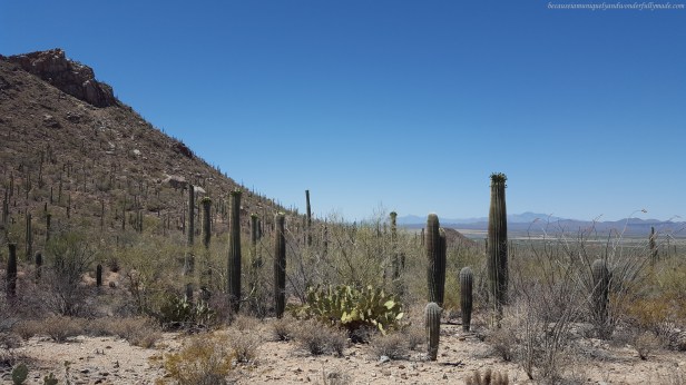 Driving towards Saguaro National Park in Tucson, Arizona.