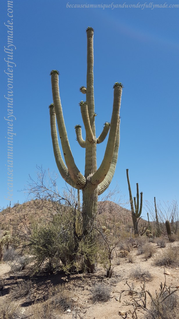 A saguaro’s arms usually begin to grow only after it is about 15 feet tall and around 75 years old.