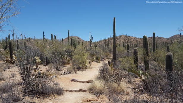 The gradual ascending ridge while hiking the Valley Overlook trail at Saguaro National Park in Tucson, Arizona.