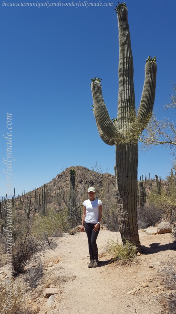 A fully-grown saguaro can weigh more than a ton. They also have an intricate root system. A single “taproot” grows straight down about five feet to access water that’s stored deep underground. A saguaro’s main roots, however, extend like a maze about three inches under the surface to easily collect rainwater.