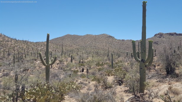 The saguaro is one of many plants in Arizona protected by the Native Plant Protection Act, and within national park lands, the removal of any plant is illegal. Also, all land in the state is owned by somebody whether it is federal, state, tribal, or private.
