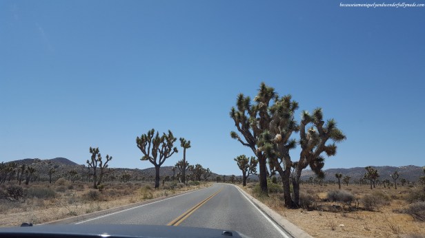 Joshua trees even grow on the side of the road at Joshua Tree National Park.