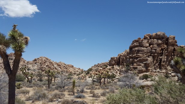 I love how the Joshua trees carpet the rocky landscape at Joshua Tree National Park in California.