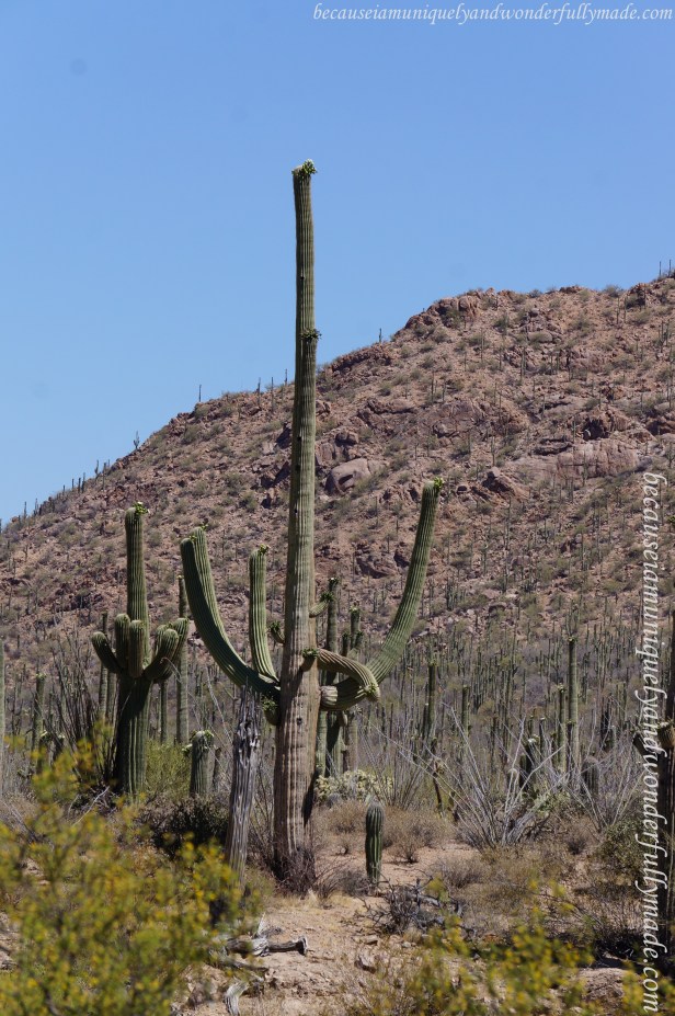 The saguaro cactus (Carnegiea Gigantea) is perhaps the most recognizable symbol of the American Southwest. Saguaro is an Indian word. The correct pronunciation is “sah-wah-ro” or “suh-wah-ro.”