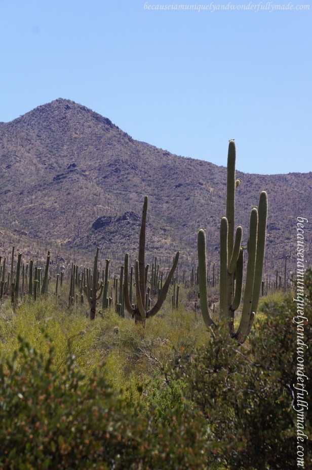 Saguaro cactus is the largest and one of the slowest growing of all cacti, reaching up to 15 meters high and living for several centuries.