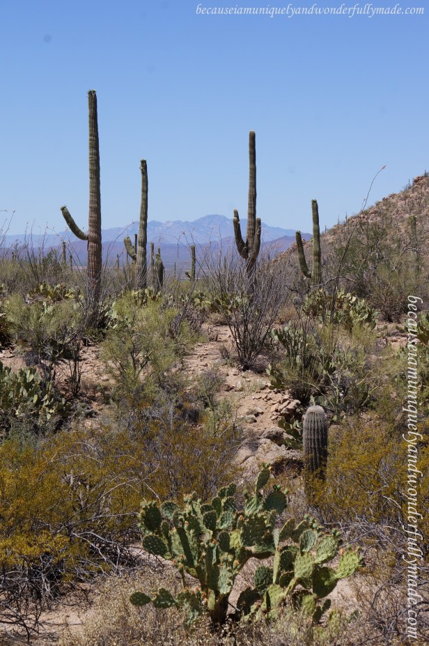 Picture perfect American Southwest at Saguaro National Park.