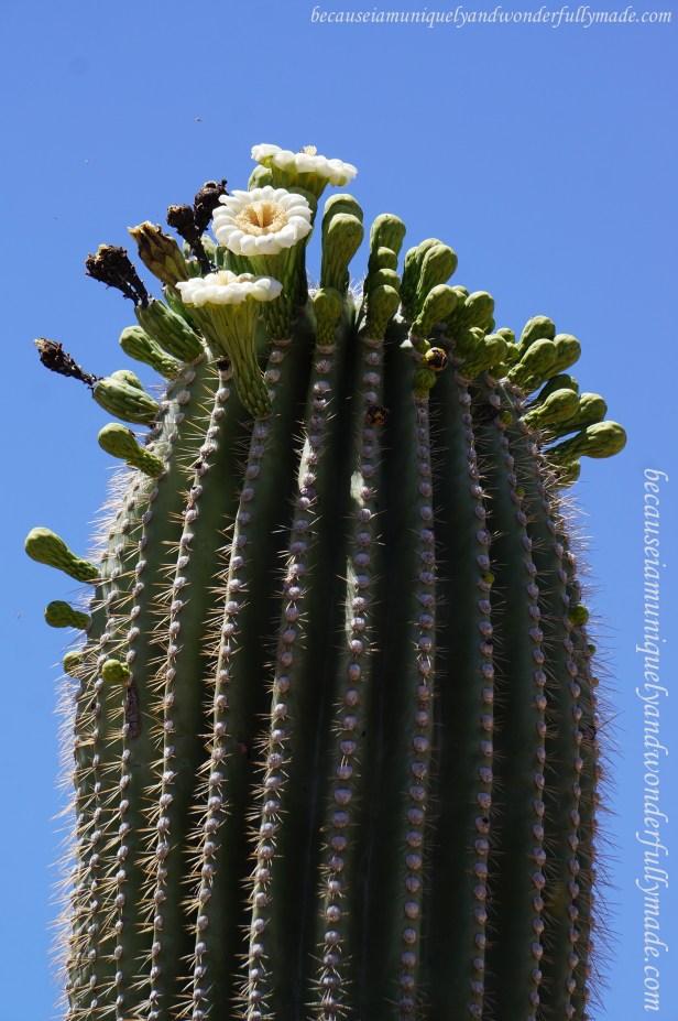 Saguaro flowers are usually found near the tops of the stems and arms of the cactus. They are white in color about 3 inches (8cm) in diameter.