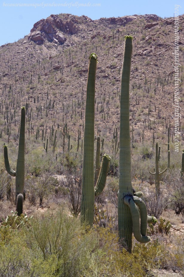 In Saguaro National Park, studies indicate that a saguaro grows between 1 and 1.5 inches in the first eight years of its life.