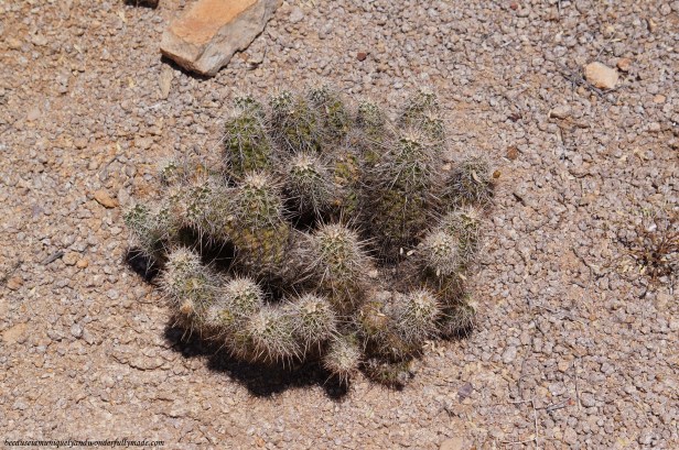 Maybe a teddy bear cholla or a bundle hedgehog cactus?