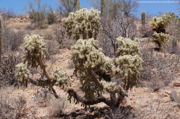 Cylindropuntia bigelovii or Teddy bear cholla at Saguaro National Park in Tucson, Arizona.