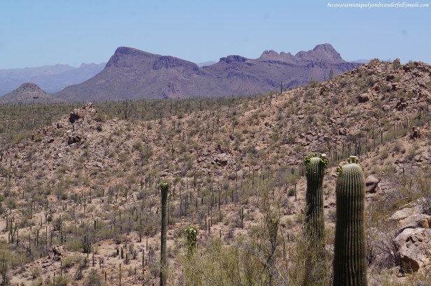 The view from the top of the Valley View Overlook trail in Saguaro National Park.