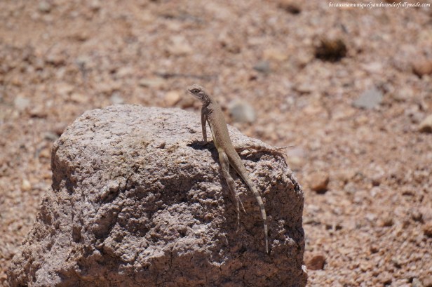 Desert animals like lizards thrive in Saguaro National Park.