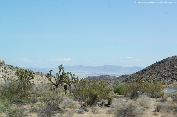 Joshua trees slowly emerged in sight as we climb a few thousand feet in elevation driving through Joshua Tree National Park. The scenery changed from our Cottonwood campsite in the Colorado desert area which was flat and inhabited by mostly bushes, towards the Mojave desert section which is plenty of giant boulders and where Joshua trees thrive.