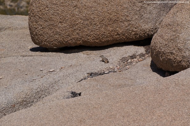 A pocket mouse spotted around the Skull Rock formation at Joshua Tree National Park.